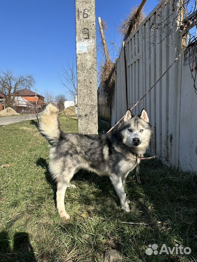 Хаски вязка