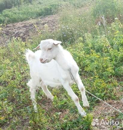 Зааненские козлики и козочка