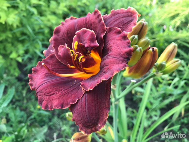 Набор лилейников 