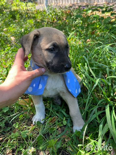 Щенок мальчик