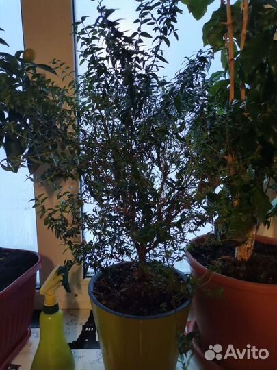 Комнатные растения. Дерево Мирт