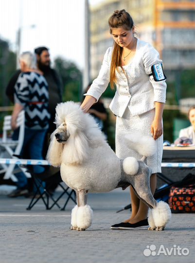 Услуги хендлера