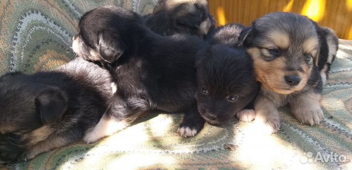 Щеночки бесплатно