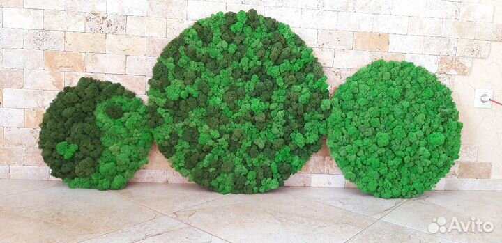 Мох стабилизированный ягель