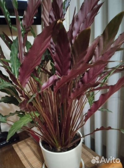 Калатея руфибарба