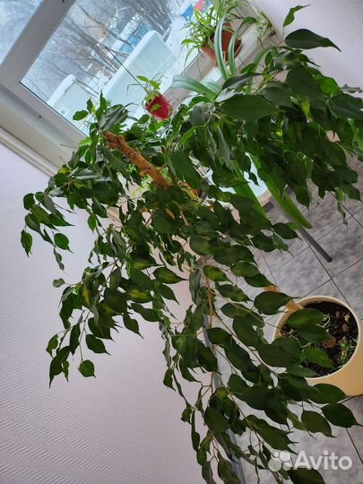 Фикус бенджамина дерево 2м