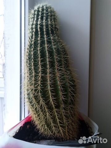 Эхинокактус