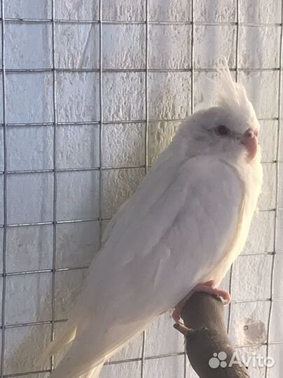 Птенцы корелл, кареллы