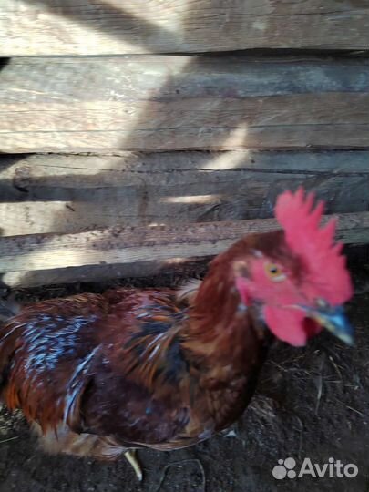 Продаются петухи