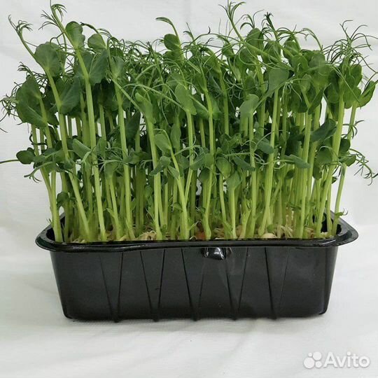 Качественные семена микрозелени