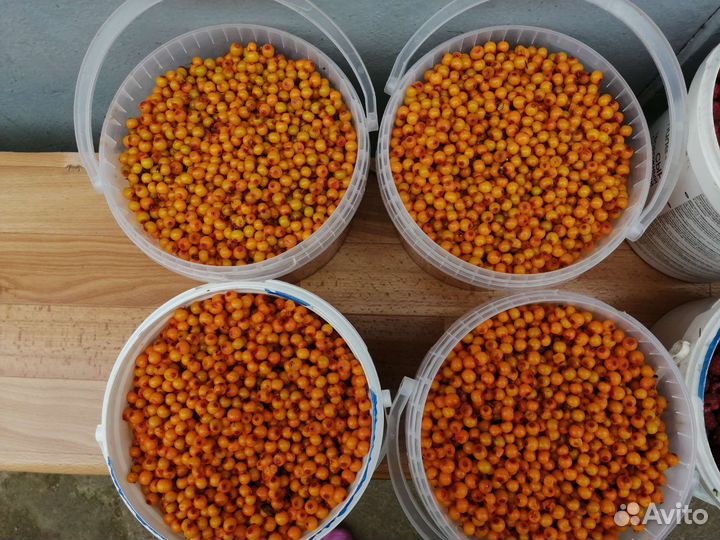 Облепиха (ягоды и сок), базилик, чеснок