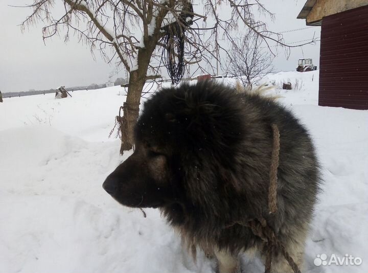 Кавказец вязка