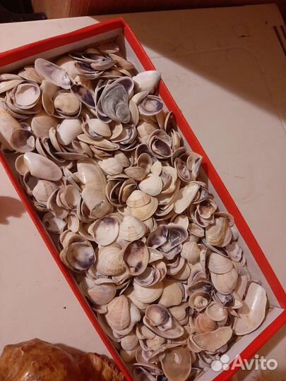 Морская звезда, раковины, ракушки