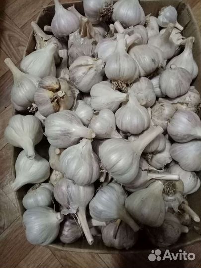 Чеснок