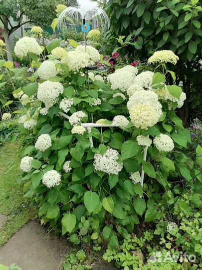 Флоксы и другая цветочная рассада