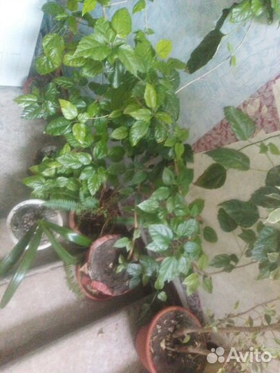 Цветы домашние в горшках - китайская роза (гибиску