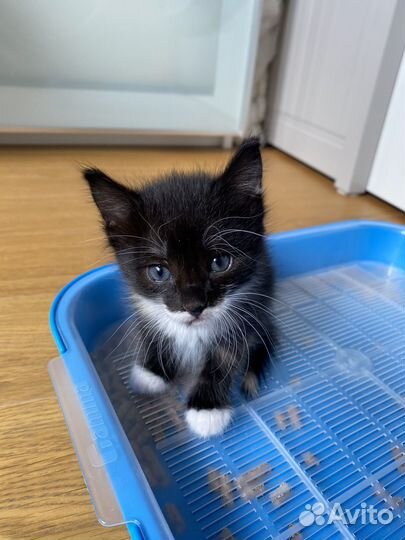 Котята в добрые руки бесплатно