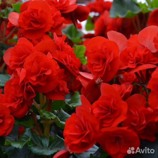 Бегония соления элатиор