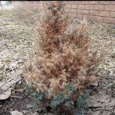 Можжевельник (Удаление )