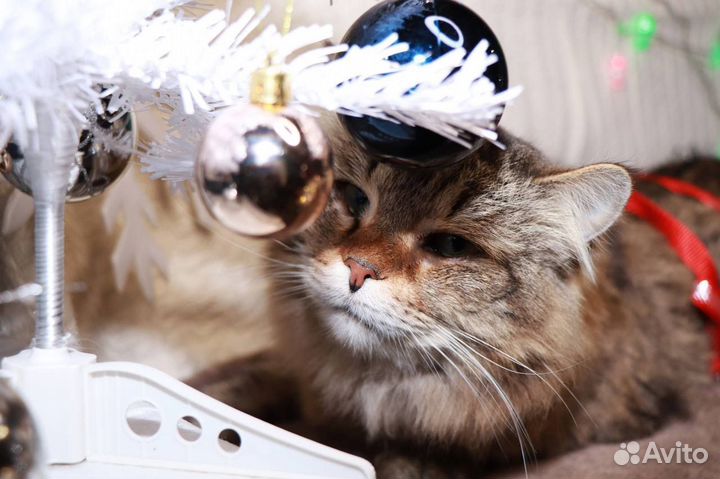 Кот в добрые руки