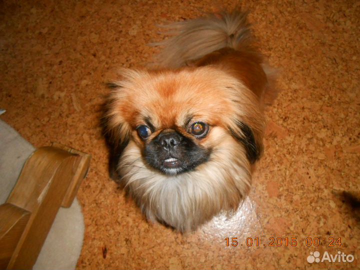 Пекинес для вязки