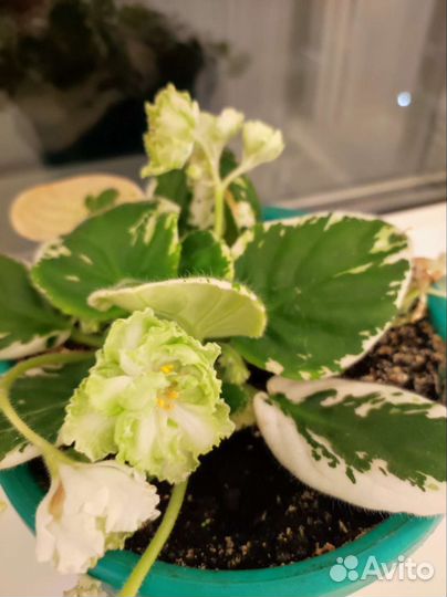 Фиалка в горшках