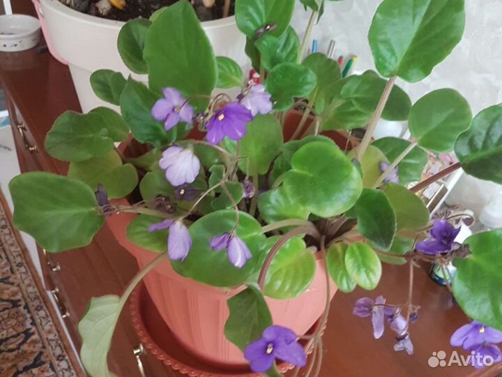 Продам цветы комнатные