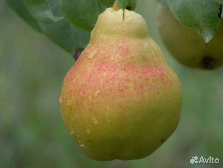 Саженцы груши Кафедральная