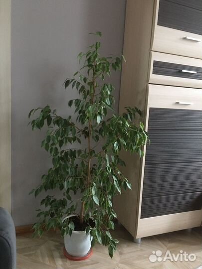 Фикус Бенджамина