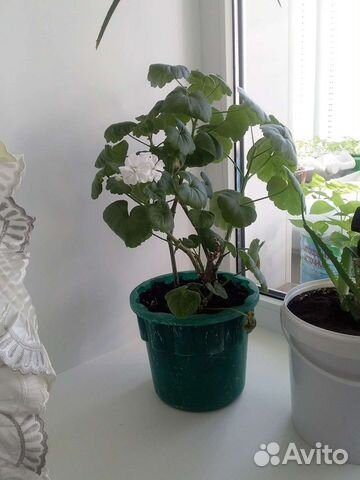 Герань пеларгония