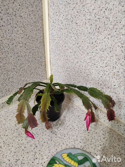 Сансевиерия, фиалка, декабрист и др