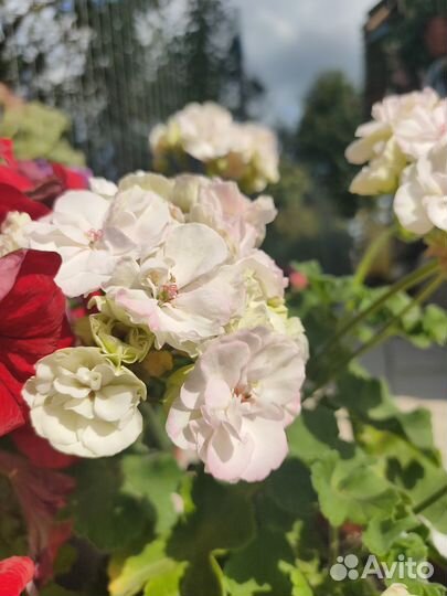 Пеларгония PAC Viva madeleine