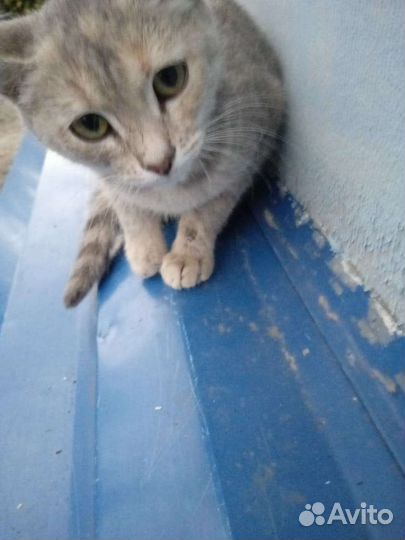 Дымчатый котенок (кошечка)