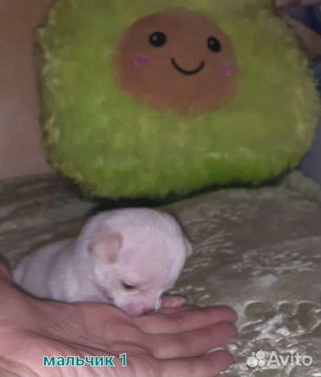 Мальчики мини, длинношёрстные, редкие окрасы