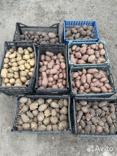 Семенной Картофель