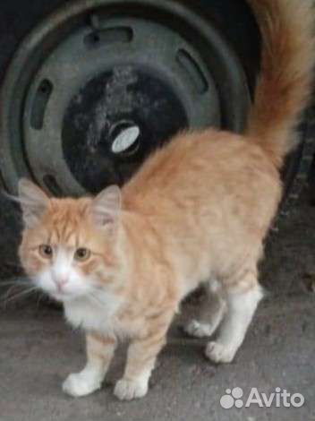 На улице рыжий котик