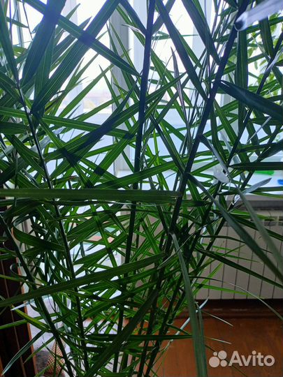 Пальма финиковая 2,4 м
