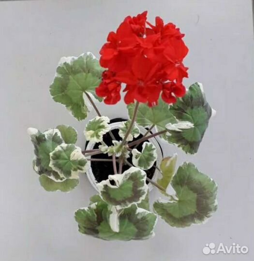 Пеларгония сортовая пестролистная продажа/обмен