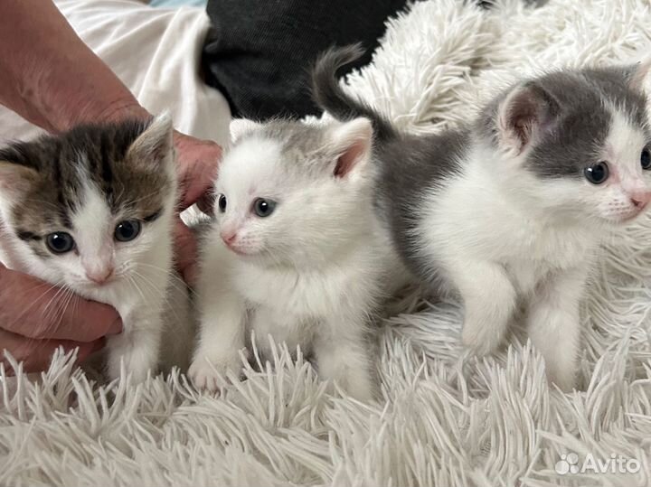 Котята в добрые руки