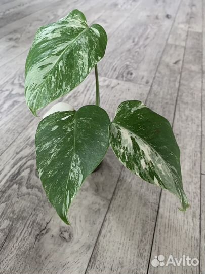 Монстера альба