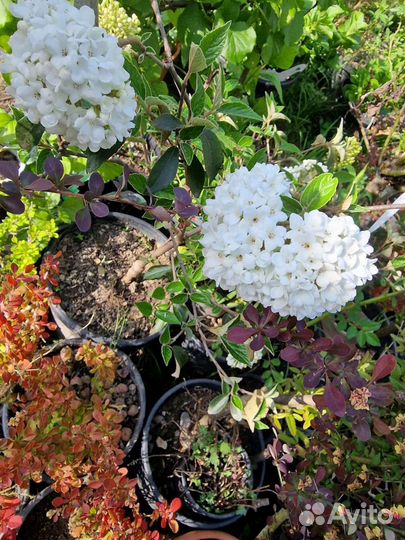 Калина декоративная 4 сорта