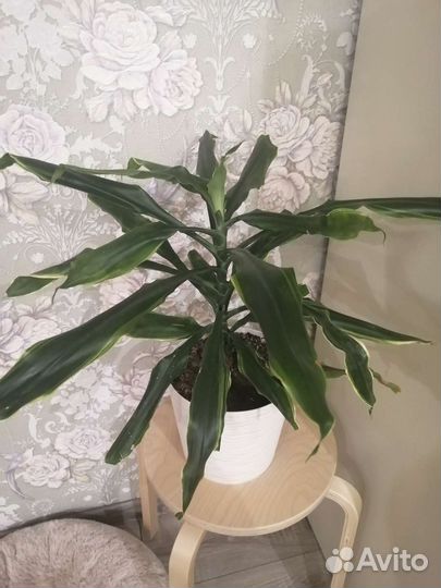 Пальма драцена