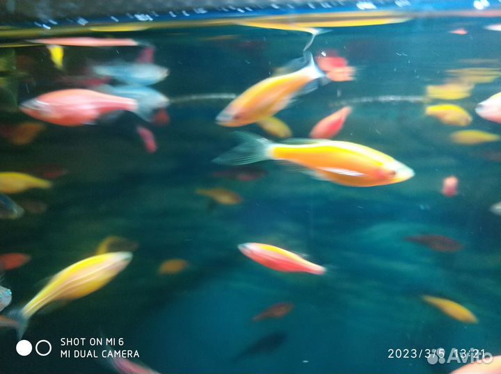 Аквариумные рыбки