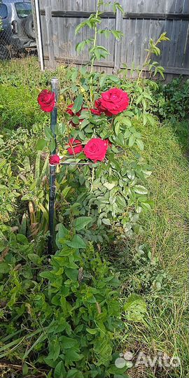 Бардовые розы с куста