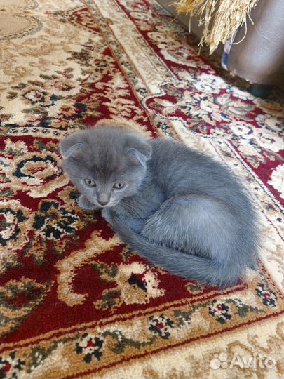 Котята в добрые руки даром