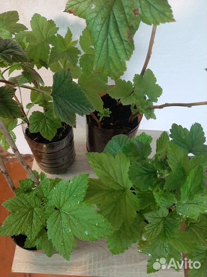 Черная смородина саженцы