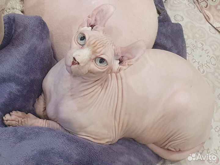 Канадский сфинкс эльф