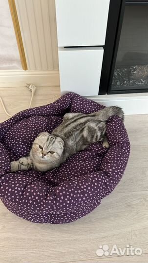 Продам котенка