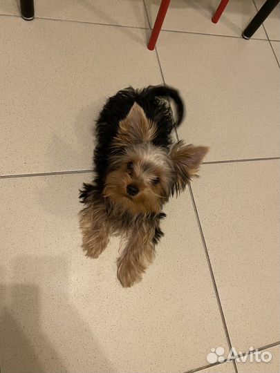 Йоркширский терьер щенок стандарт