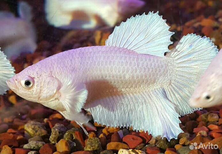 Рыбка петушок Белая платина